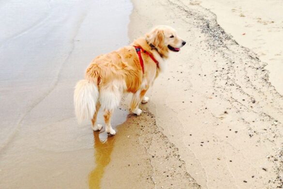 Life is golden for retriever who ‘works’ at law office